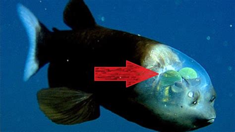 Researchers solve mystery of deep.